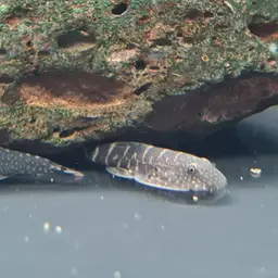 Spotted Hillstream Loach, photo 8