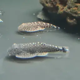 Spotted Hillstream Loach, photo 9