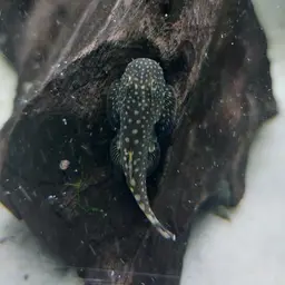 Spotted Hillstream Loach, photo 10