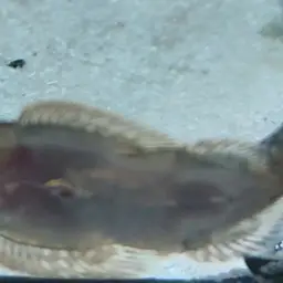 Spotted Hillstream Loach, photo 11