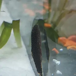 Spotted Hillstream Loach, photo 12