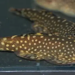 Serian Borneo sucker, photo 1