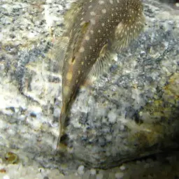 Serian Borneo sucker, photo 2