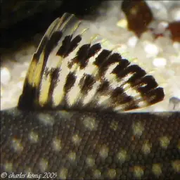 Serian Borneo sucker, photo 5