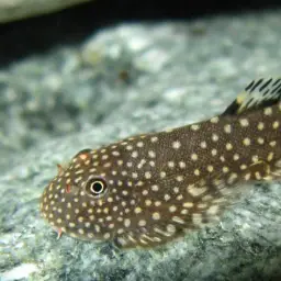Serian Borneo sucker, photo 7
