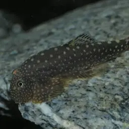 Serian Borneo sucker, photo 8