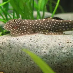 Serian Borneo sucker, photo 9