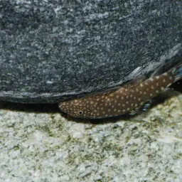 Serian Borneo sucker, photo 10