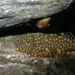 Serian Borneo sucker, photo 11
