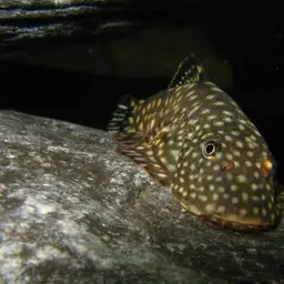 Serian Borneo sucker, photo 12