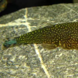 Borneo Sucker