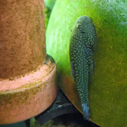 Borneo Sucker, photo 2