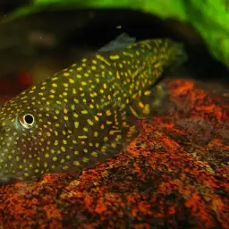 Borneo Sucker, photo 3