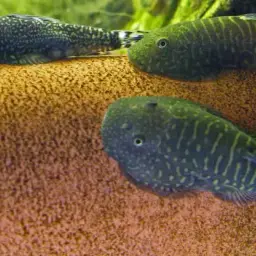 Borneo Sucker, photo 4
