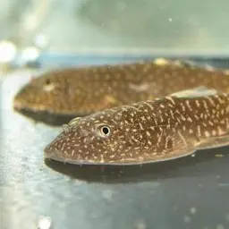 Borneo Sucker, photo 6