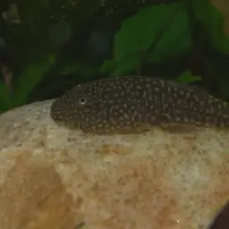 Borneo Sucker, photo 7
