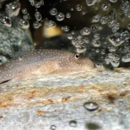 Borneo Sucker, photo 8