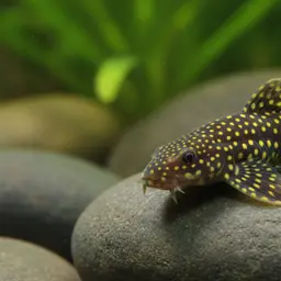 Borneo Sucker, photo 12