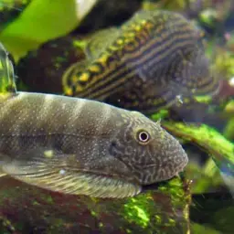 Butterfly Loach