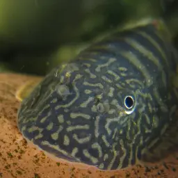 Butterfly Loach, photo 2