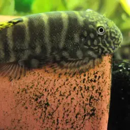 Butterfly Loach, photo 3