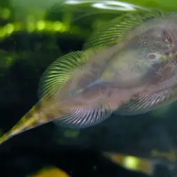 Butterfly Loach, photo 4