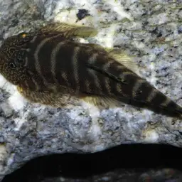 Butterfly Loach, photo 5