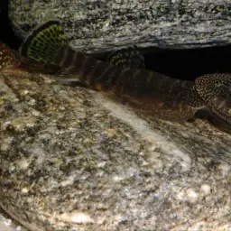 Butterfly Loach, photo 6