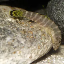 Butterfly Loach, photo 7