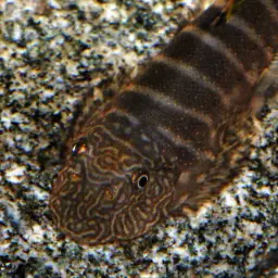 Butterfly Loach, photo 8