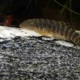 Butterfly Loach, photo 9
