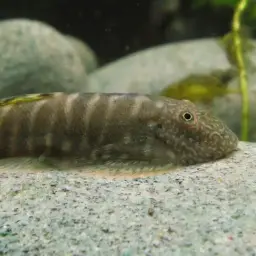 Butterfly Loach, photo 10