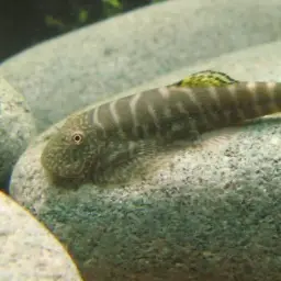 Butterfly Loach, photo 11