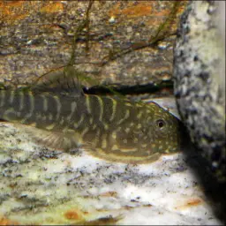 Zebra Borneo sucker, photo 4
