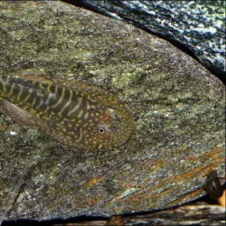 Zebra Borneo sucker, photo 5
