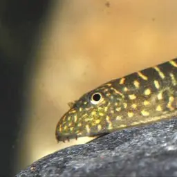 Zebra Borneo sucker, photo 8