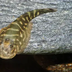 Zebra Borneo sucker, photo 9