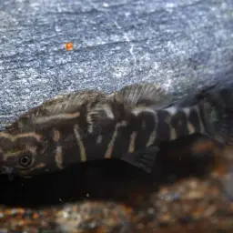 Zebra Borneo sucker, photo 10