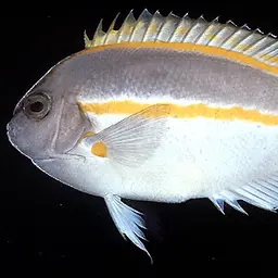 Bellus Lyretail Angelfish