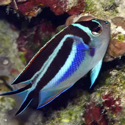 Bellus Lyretail Angelfish, photo 2