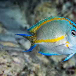 Bellus Lyretail Angelfish, photo 3