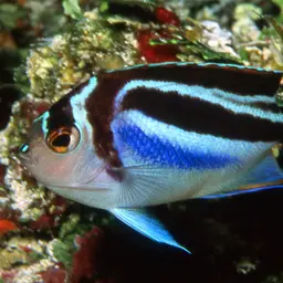 Bellus Lyretail Angelfish, photo 4