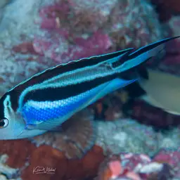 Bellus Lyretail Angelfish, photo 5