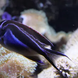 Bellus Lyretail Angelfish, photo 6