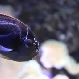 Bellus Lyretail Angelfish, photo 7