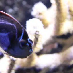 Bellus Lyretail Angelfish, photo 8