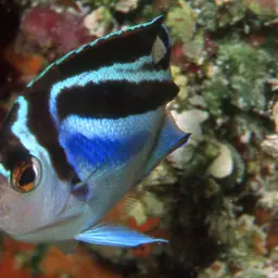Bellus Lyretail Angelfish, photo 9