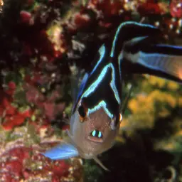 Bellus Lyretail Angelfish, photo 10
