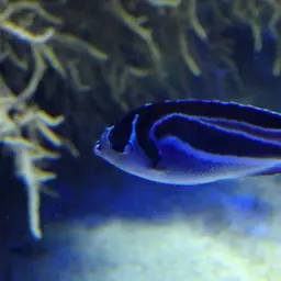 Bellus Lyretail Angelfish, photo 11
