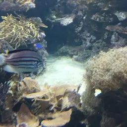 Bellus Lyretail Angelfish, photo 12